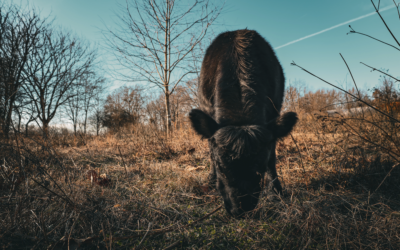 Why We Choose Dexter Cattle