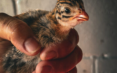 Guinea Fowl: The Farm’s Feathered Alarm System